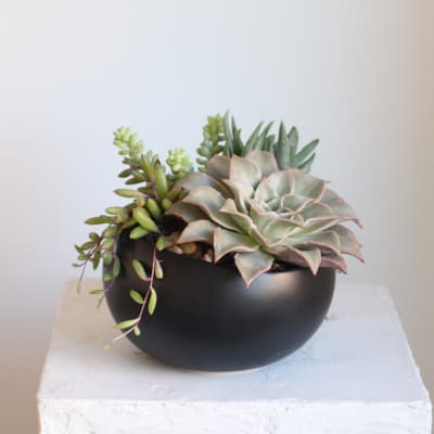 Succulent arrangement in a black bowl planter
