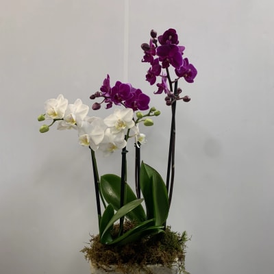Potted orchids with white and purple blooms in a square stone planter