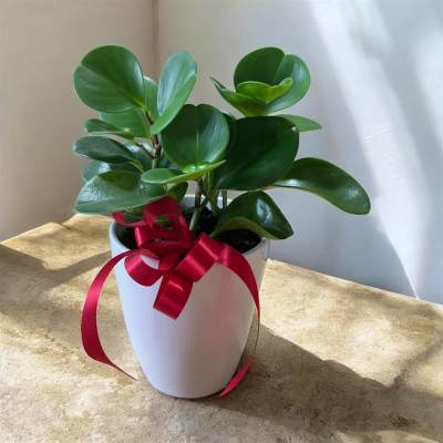 Potted green plant in a white pot with a red ribbon