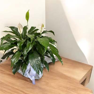Potted peace lily with white blooms on a wooden table