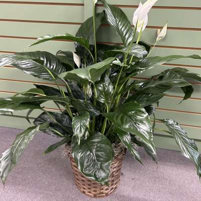 Potted peace lily with white blooms in a woven basket