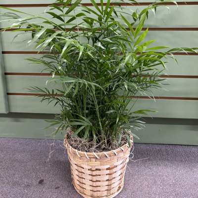 Potted palm plant in a woven basket