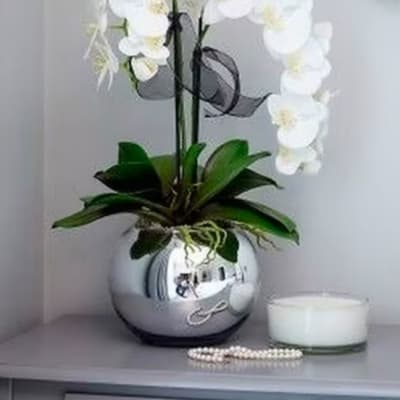 Silver Angel Orchid