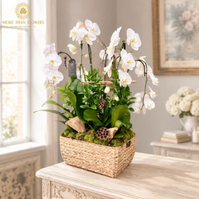 White orchid plant in a woven basket planter on a table