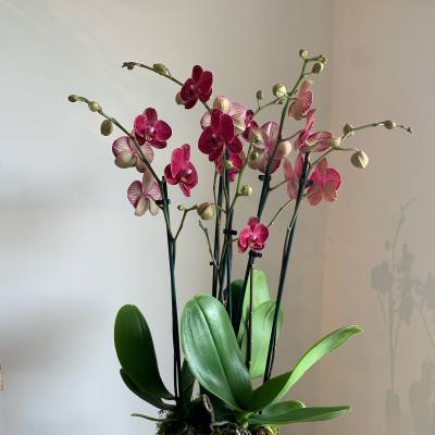 Potted pink orchid arrangement in a clear glass container
