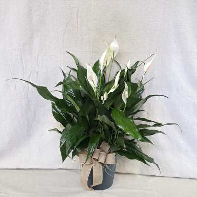 Potted peace lily plant with white blooms in a dark container tied with a burlap bow
