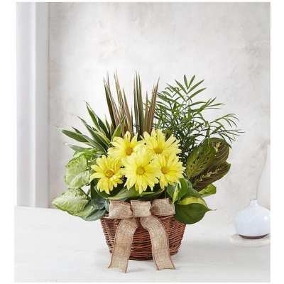 Yellow daisies in a wicker basket with a burlap bow