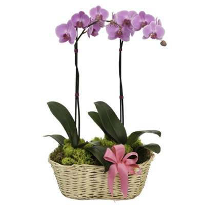 Two purple orchid stems in a wicker basket with a pink ribbon