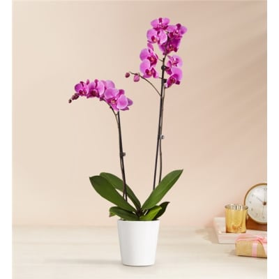 Potted orchid with two magenta flower spikes in a white pot