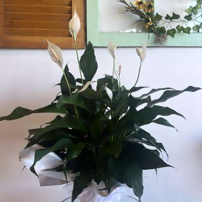 White peace lilies in a wrapped pot on a small table