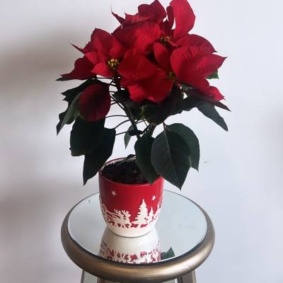 Potted red poinsettia in a festive holiday container