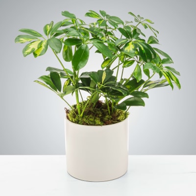 Umbrella Plant by BloomNation™