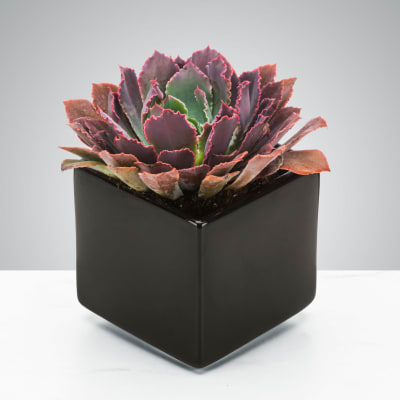 Dark Succulent by BloomNation™