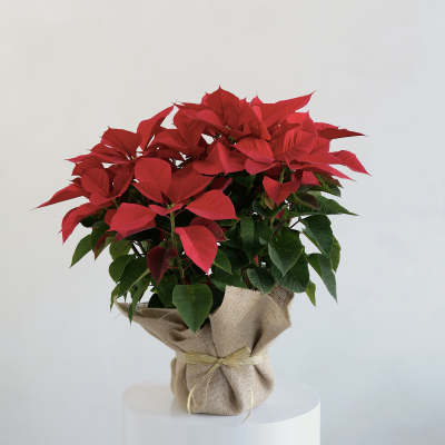 Potted poinsettia plant with red bracts wrapped in burlap