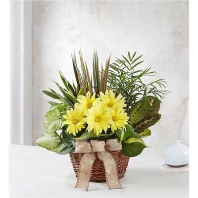Yellow daisies in a wicker basket with a burlap bow