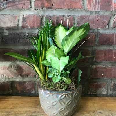 Potted green houseplant arrangement in a decorative ceramic pot