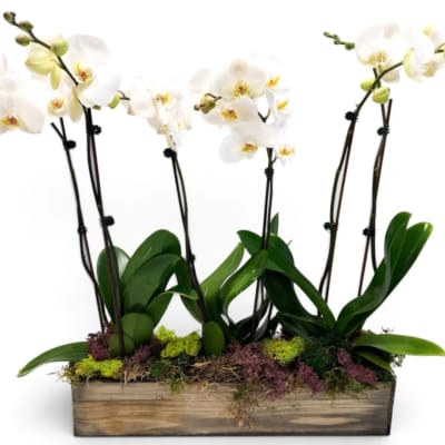 White orchid arrangement in a rectangular wooden planter