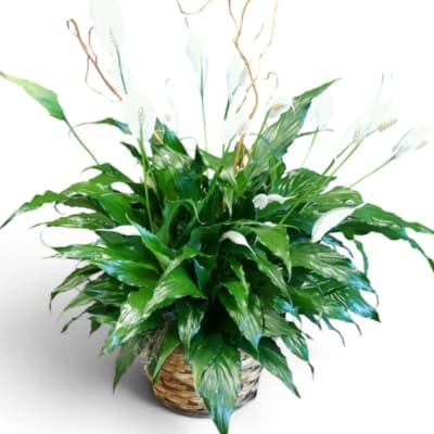 Potted peace lily arrangement with white blooms in a woven basket