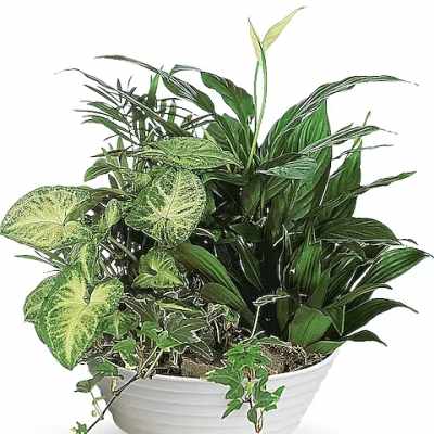 Mixed green houseplants arranged in a white bowl planter
