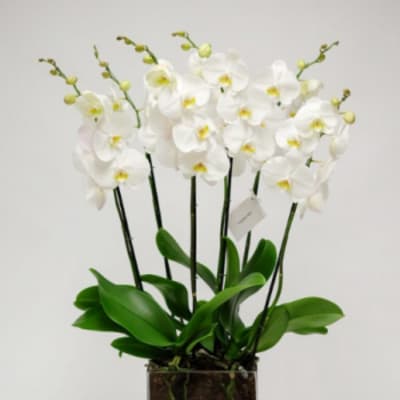 PURE WHITE ORCHID IN SG GLASS