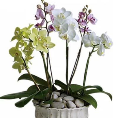 Circus orchids