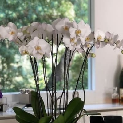 Wave of orchids