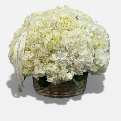 White hydrangea arrangement in a woven basket with a ribbon