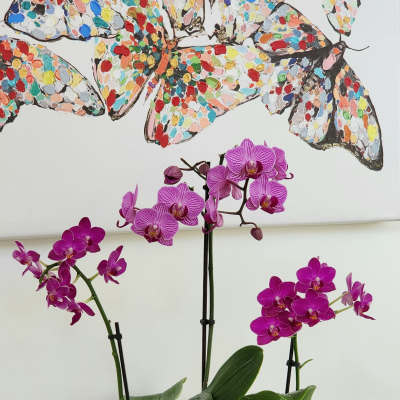 Three magenta orchid plants in a white planter.