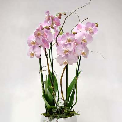 Pink orchids in a white ceramic pot