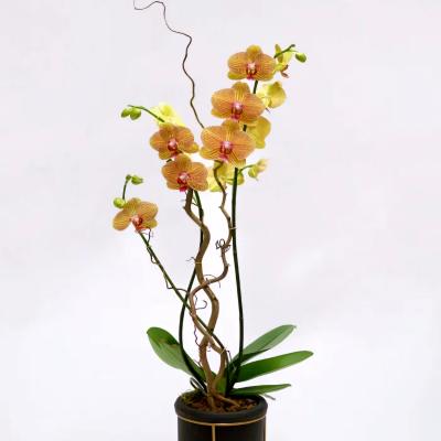 Potted orchid plant with yellow-orange blooms in a black stand
