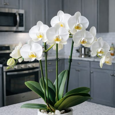 White orchid plant in a white pot on a kitchen counter