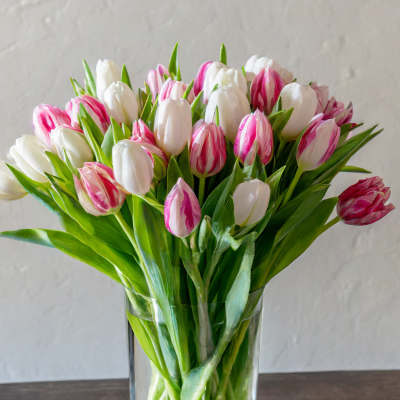 Bouquet of pink and white tulips in a clear glass vase