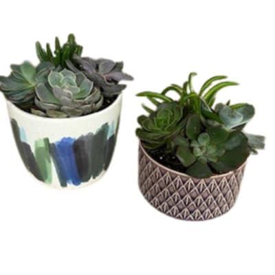 Succulent Garden