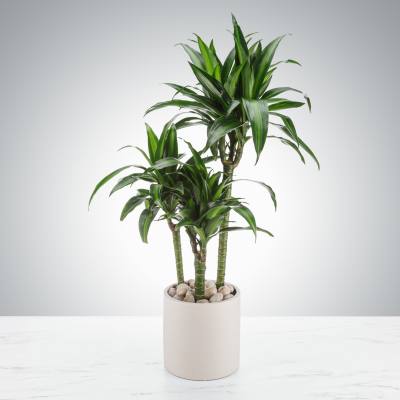 Tall Dracaena Plant by BloomNation™