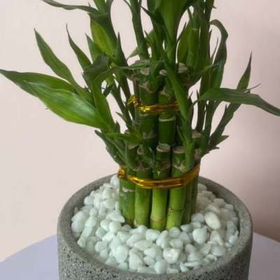 Potted lucky bamboo arrangement in a gray planter with white stones