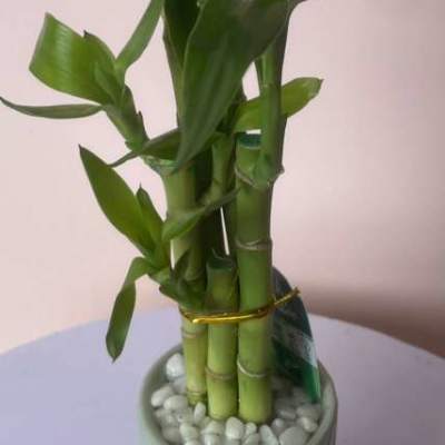 Potted lucky bamboo plant in a textured ceramic vase with white stones