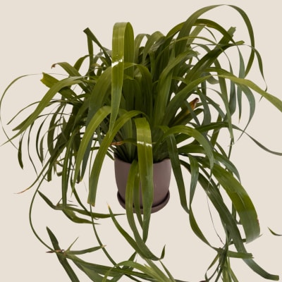 Potted green houseplant with long arching leaves in a brown pot
