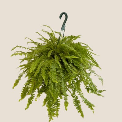 Hanging fern plant with cascading fronds in a black hanger