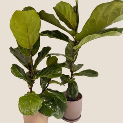 Two potted fiddle leaf fig plants with large green leaves