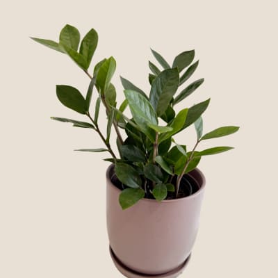 Potted green houseplant in a pink ceramic pot