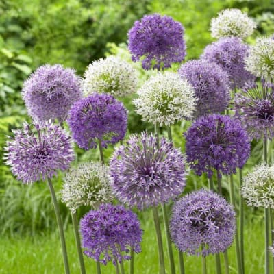 Purple and white allium flowers in a garden setting
