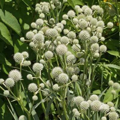 Cluster of white spherical flowers among green foliage