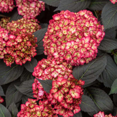 Pink and cream hydrangea blooms with dark foliage
