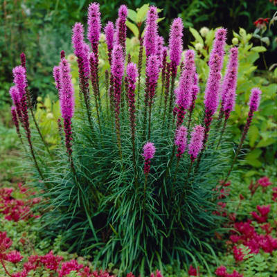 Pink flowering spikes in a garden bed with grassy foliage