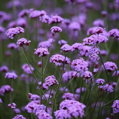 Purple verbena flowers in a field