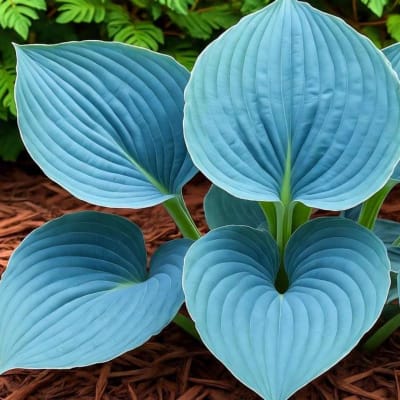 Blue hosta leaves in a garden bed