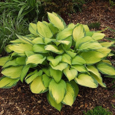 Variegated hosta plant with broad yellow-green leaves in a garden bed