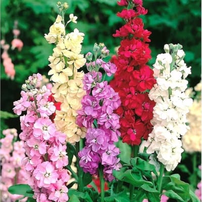 Clusters of pink, purple, red, cream, and white flowers on tall stems