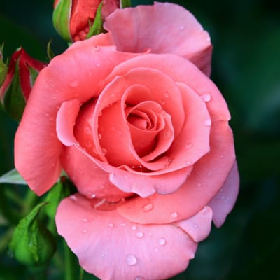 Close-up of a pink rose with water droplets and rosebuds