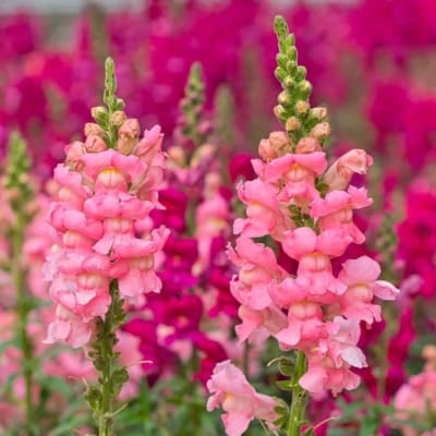 Pink snapdragon flowers in bloom against a blurred magenta field